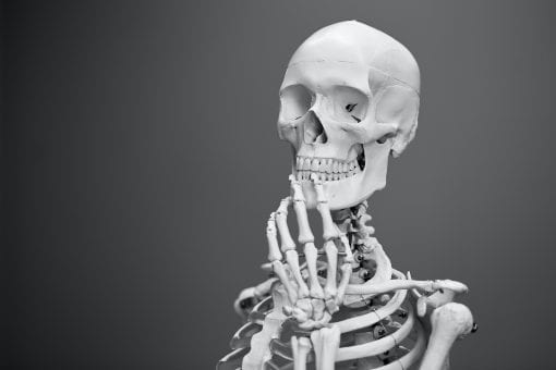 Human Skeleton