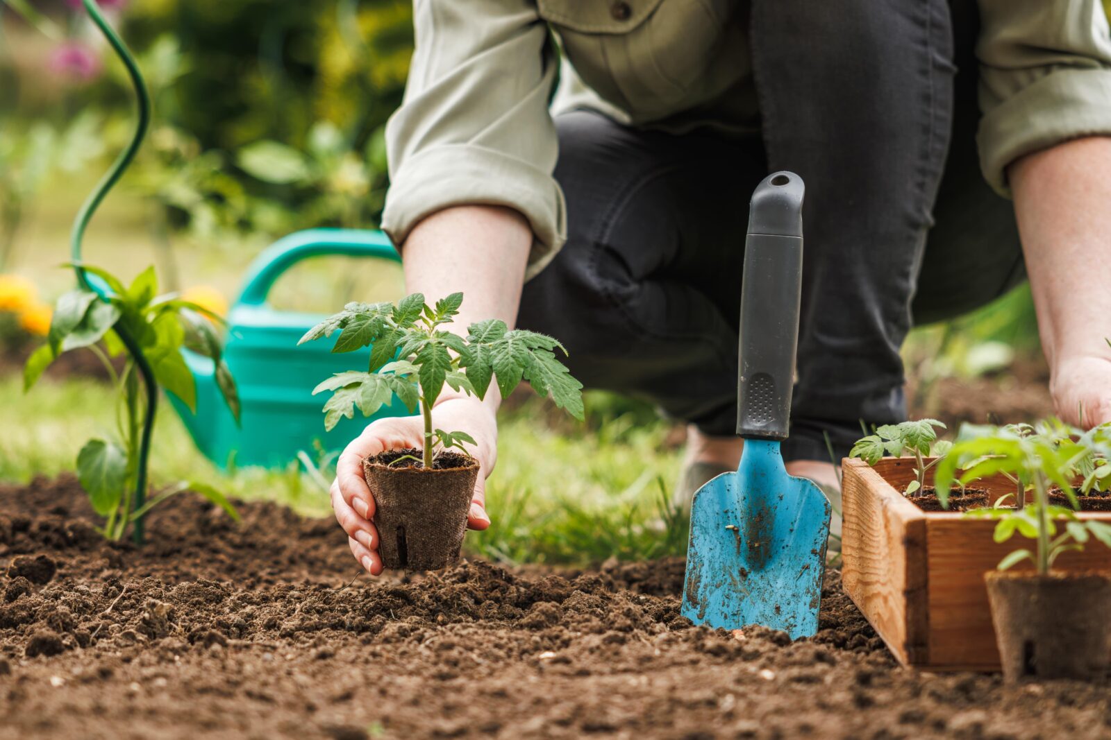 Gardener planting seedling of tomato plant